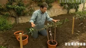 North Koreas state television and Alan Titchmarsh's trousers